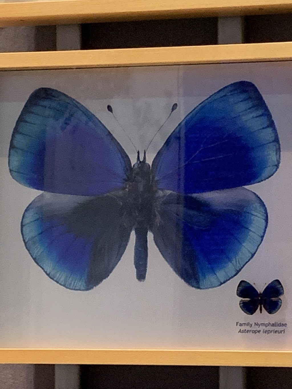 3 in 1 Disaster: Devil’s Den Spring, Devil’s Millhopper & the Butterfly&nbsp;Rainforest